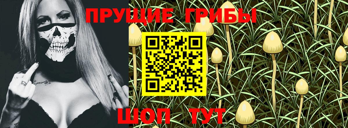 Галлюциногенные грибы Psilocybine cubensis Минусинск